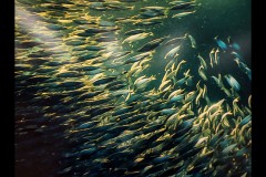 Ocean Exhibition, Williamstown (Joe Hajdu)