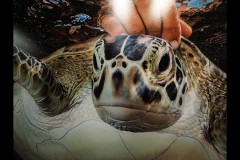 Ocean Exhibition, Williamstown (Joe Hajdu)