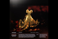 Ocean Exhibition, Williamstown (Peter Stuchbery)