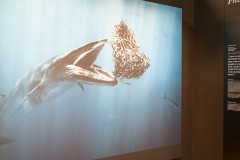 Ocean Exhibition, Williamstown (Peter Stuchbery)