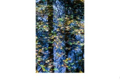 Floating Leaves - Peter Black (Commended - Open B Grade - Oct 2019 PDI)