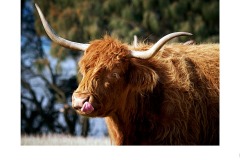 Highland Coe  - Kate Morris (Commended - Open B Grade - Oct 2019 PDI)