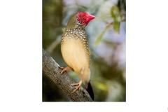 finch - Kyffin Lewis (Highly Commended - Open B Grade - Oct 2019 PDI)