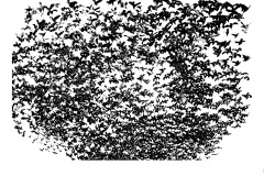 Flight of the Birds - Ralph Domino (Commended - Open B Grade - Oct 2019 PDI)