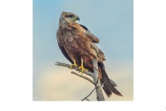 Black Kite, Werribee - Susan Rocco (Commended - Open B Grade - Oct 2019 PDI)