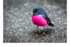 Pink Robin - Ruth Woodrow (Highly Commended - Open B Grade - Oct 2019 PDI)