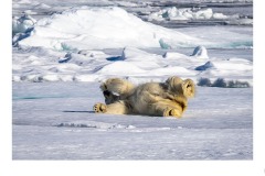 Playtime - Frances Egan (Highly Commended - Open A Grade - Oct 2019 PDI)