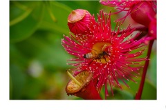 Gum Blossom - Ian Bock (Highly Commended - Open A Grade - Oct 2019 PDI)