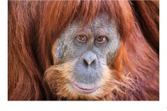 That's a first world problem - Gary Richardson (Commended - Open A Grade - Oct 2019 PDI)