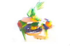 The Squabble - Kadri Elcoat (Commended - Open A Grade - Oct 2019 PDI)