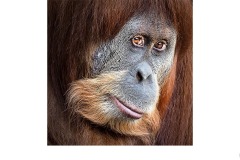 Shy Smile - Marg Huxtable (Commended - Open A Grade - Oct 2019 PDI)