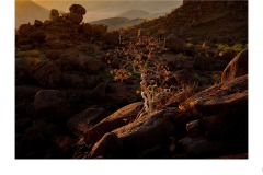 Mopane - Tuck Leong (Commended - Open A Grade - Oct 2019 PDI)