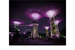 Urban Trees - Tuck Leong (Highly Commended - Set Subject - Oct 2019 PDI)