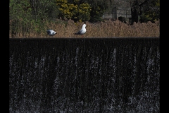 Pentridge Outing (Paul Palcsek ©)