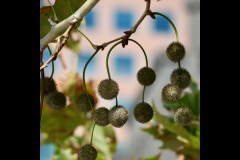 Photo 2024 Biennial (Mandy Reston ©)