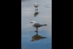 Princes & Station Piers, Port Melbourne (Jim Weatherill ©)