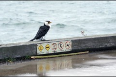 Princes & Station Piers, Port Melbourne (Jim O'Donnell ©)