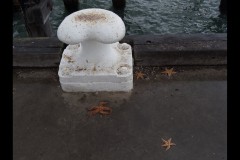 Princes & Station Piers, Port Melbourne (Paul Palcsek ©)