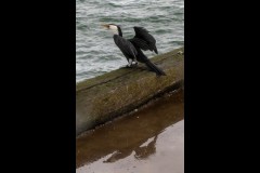 Princes & Station Piers, Port Melbourne (Jim Weatherill ©)