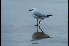 Princes & Station Piers, Port Melbourne (David Dyett ©)
