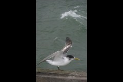 Princes & Station Piers, Port Melbourne (Jim Weatherill ©)