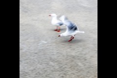 Princes & Station Piers, Port Melbourne (Peter Stuchbery ©)