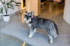 Richmond Hill Walk (Ian Spence ©)