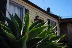 Richmond Hill Walk (Ian Spence ©)