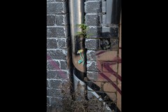 Richmond Hill Walk (David Davidson ©)