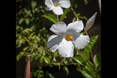 Richmond Hill Walk (David Davidson ©)