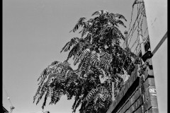 Richmond Hill Walk (Lilith Ball ©)