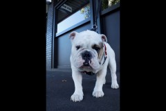 Richmond Hill Walk (Doni Baz ©)