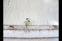 Richmond Hill Walk (Paul Palcsek ©)