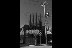 Richmond Hill Walk (David Davidson ©)