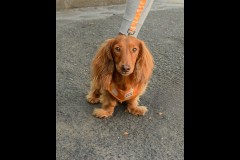 Richmond Hill Walk (Bob Clothier ©)