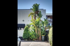 Richmond Hill Walk (Paul Palcsek ©)