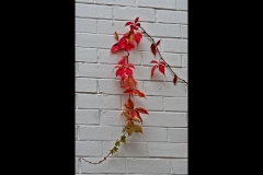 Autumn Colours - Richmond Streetscapes Outing (Gerry Silk ©)