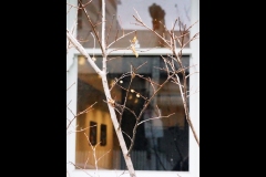 Richmond Streetscapes Outing (Joe Hajdu ©)