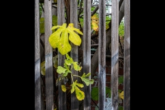 Richmond Streetscapes Outing (Ken Gosbell ©)