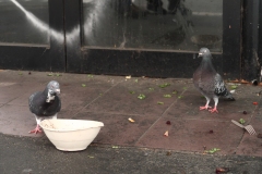 Richmond Streetscapes Outing (Terry Noske ©)