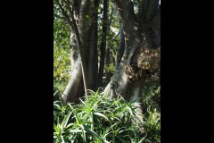 Rippon Lea Estate (Joe Hajdu ©)