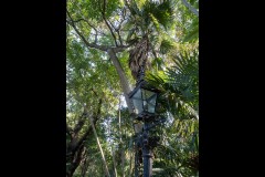 Rippon Lea Estate (Ken Gosbell ©)