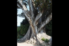 Rippon Lea Estate (Joe Hajdu ©)