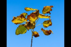 Rippon Lea Estate (Geoff Shaw ©)