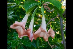 Rippon Lea Estate (Jim Weatherill ©)