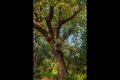 Rippon Lea Estate (Carolyn Brandt ©)