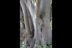 Rippon Lea Estate (Sara Wigney ©)
