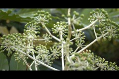 Rippon Lea Estate (Sara Wigney ©)