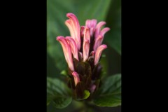 Royal Botanic Gardens, Melbourne (Maarten Grabandt ©)
