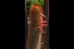 Royal Botanic Gardens, Melbourne (David Davidson ©)